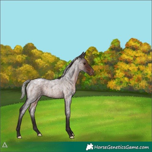 Horse Color:Silver Brown Roan Varnish Rabicano 