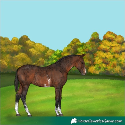 Horse Color:Bay Ice Sabino Rabicano 
