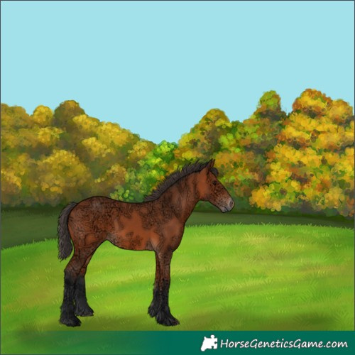 Horse Color:Bay Ice Rabicano 