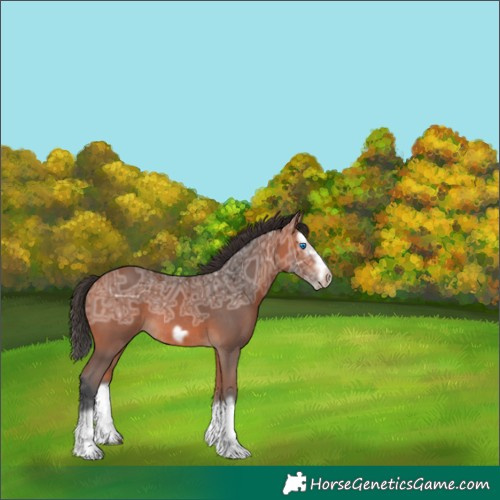 Horse Color:Bay Ice Splash Frame Rabicano 