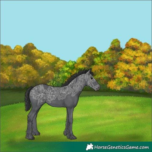 Horse Color:Black Ice Rabicano 