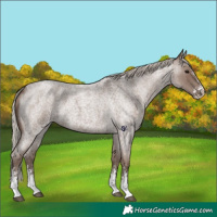 Horse Color:Silver Blue Roan Sabino 