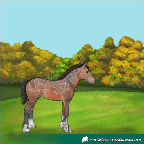 Horse Color:Bay Ice Sabino 