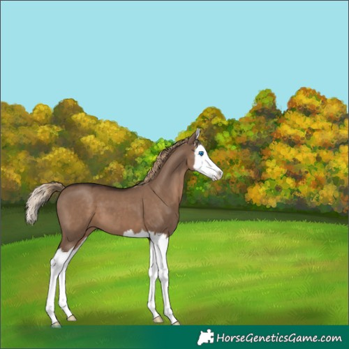 Horse Color:Liver Red Dun Splash 
