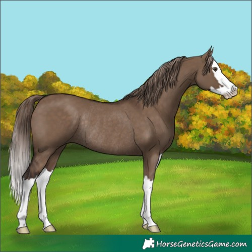 Horse Color:Liver Red Dun Splash Rabicano 