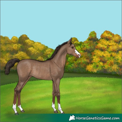 Horse Color:Liver Red Dun Rabicano 