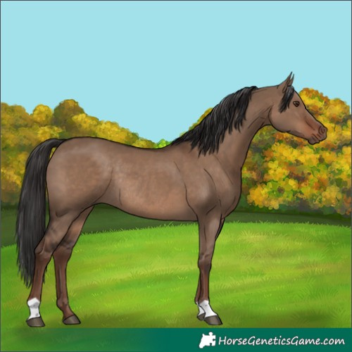 Horse Color:Liver Red Dun Rabicano 