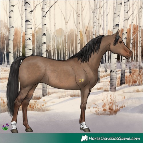 Horse Color:Liver Red Dun Rabicano 