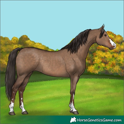 Horse Color:Liver Red Dun Rabicano 