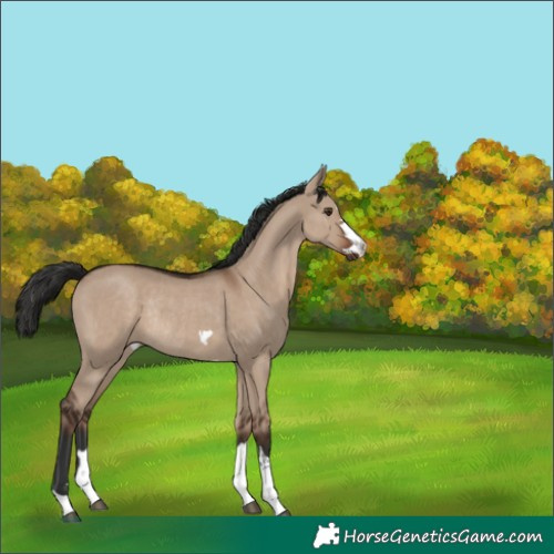 Horse Color:Liver Red Dun Rabicano 