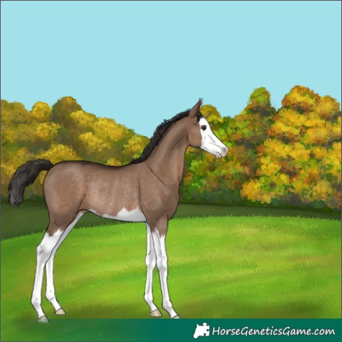 Horse Color:Liver Red Dun Splash Rabicano 