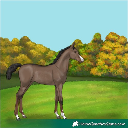 Horse Color:Liver Red Dun Rabicano 