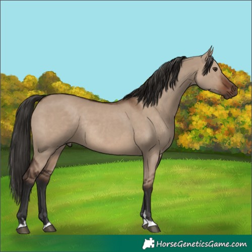 Horse Color:Liver Red Dun Rabicano 