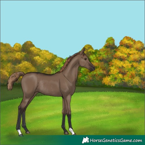 Horse Color:Liver Red Dun Rabicano 