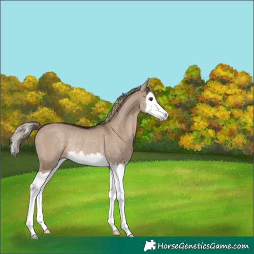 Horse Color:Liver Red Dun Splash Rabicano 
