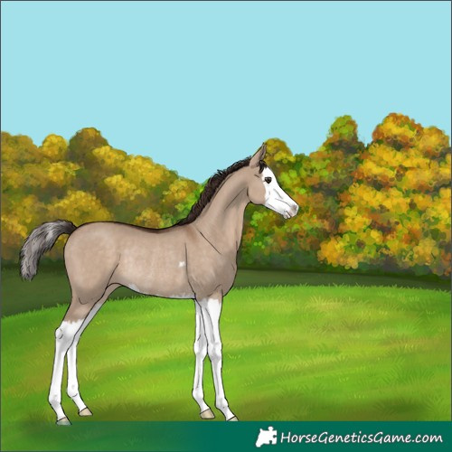 Horse Color:Liver Red Dun Splash Rabicano 
