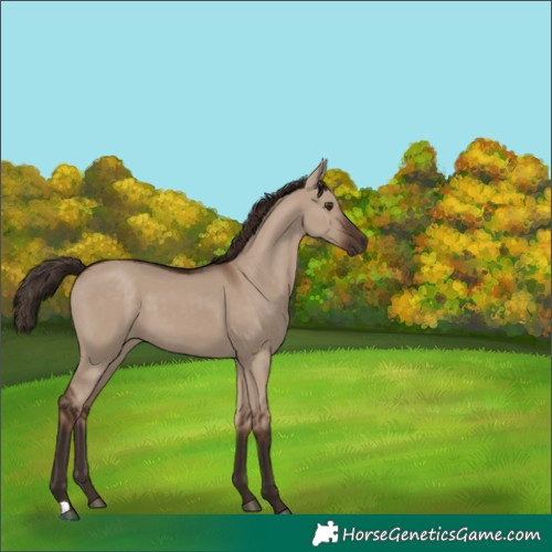 Horse Color:Liver Red Dun 