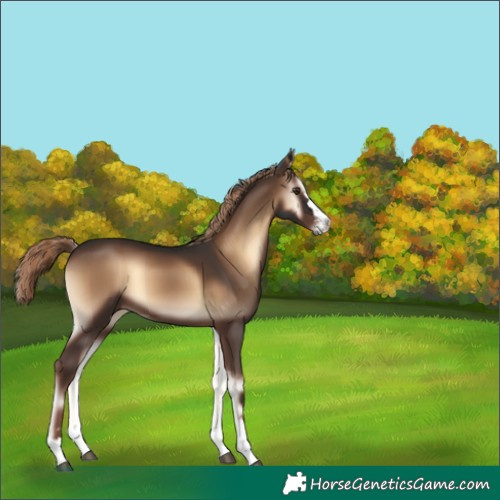 Horse Color:Liver Red Onyx 
