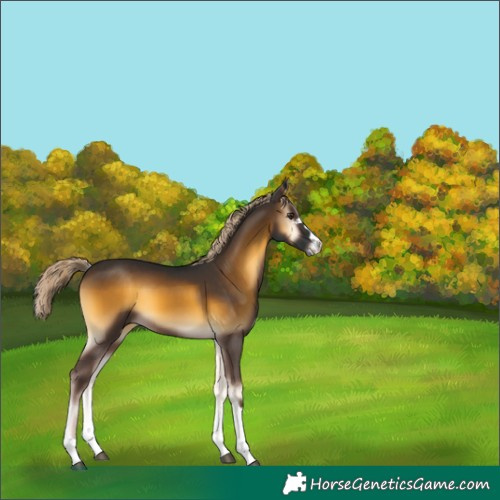 Horse Color:Chocolate Palomino Onyx 