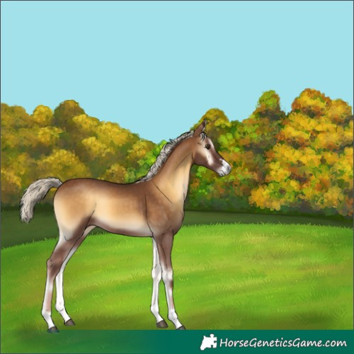 Horse Color:Chocolate Palomino Onyx 