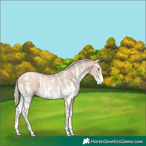 Horse Color:Chocolate Palomino Pearl Sabino 