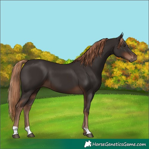 Horse Color:Liver Chestnut 