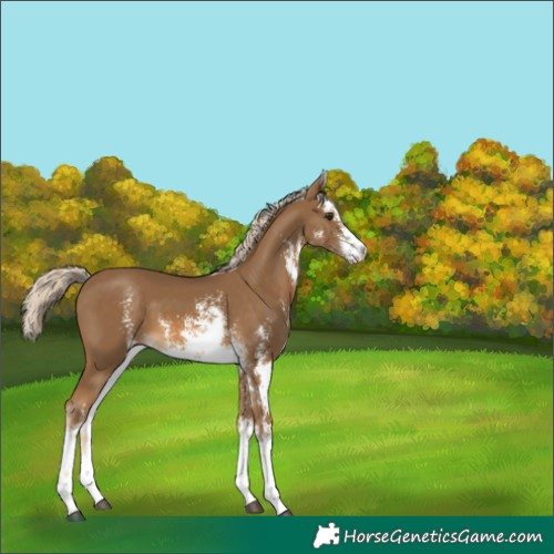 Horse Color:White Spotted Chocolate Palomino Sabino 