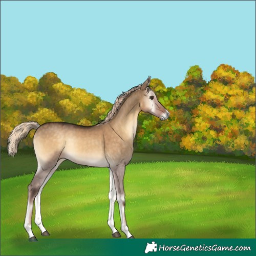 Horse Color:Chocolate Palomino Onyx 