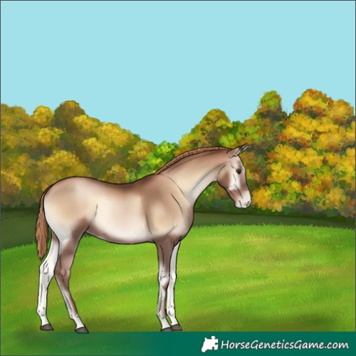 Horse Color:Liver Red Onyx Pearl 