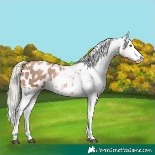 Horse Color:Liver Chestnut Pearl Sabino Splash Appaloosa 