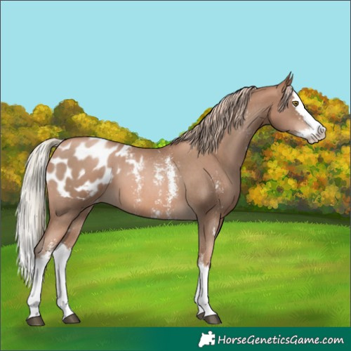 Horse Color:Liver Chestnut Pearl Sabino Splash Appaloosa 