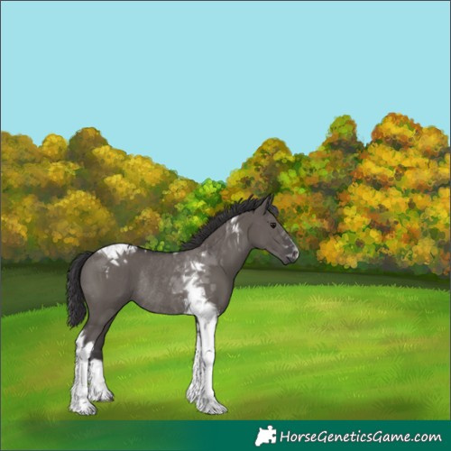 Horse Color:Smoky Grullo Tobiano Rabicano 