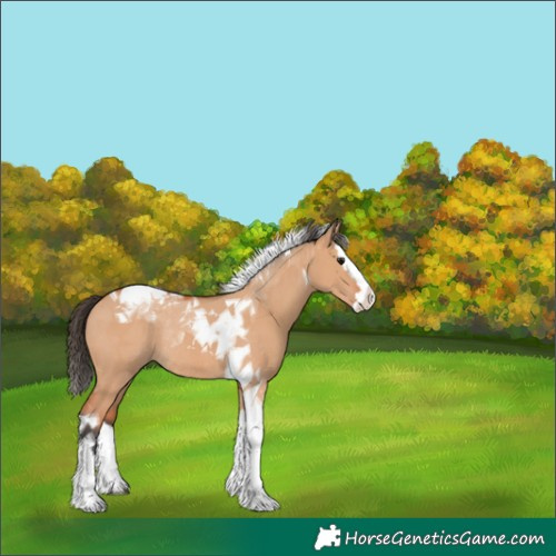 Horse Color:Bay Dun Splash Tobiano Rabicano 
