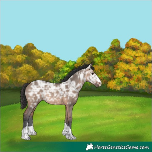 Horse Color:Bay Ice Dun Rabicano 