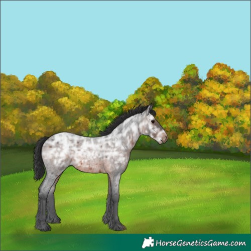 Horse Color:Brown Ice Roan Rabicano 