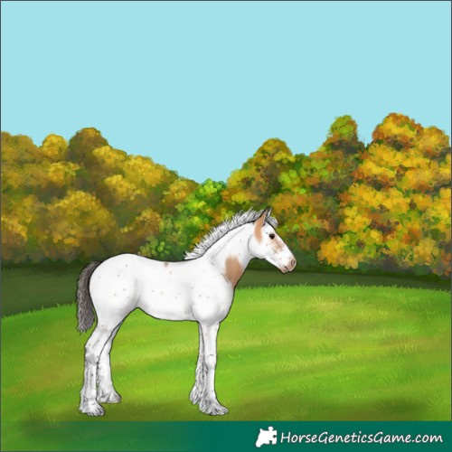 Horse Color:Bay Dun Splash Tobiano Frame Rabicano 