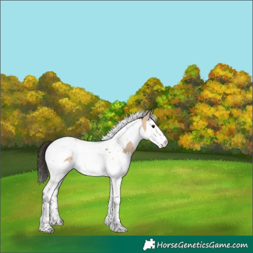 Horse Color:Bay Dun Splash Tobiano 