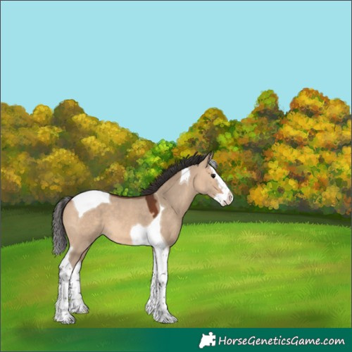 Horse Color:Bay Dun Splash Tobiano 