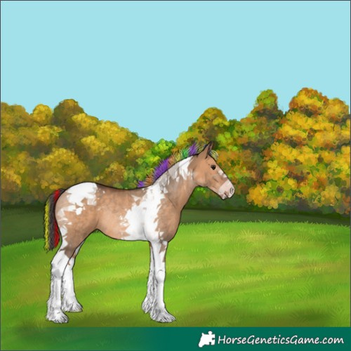 Horse Color:Painted Bay Dun Tobiano Rabicano 
