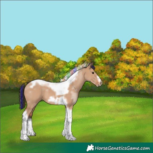 Horse Color:Painted Bay Dun Tobiano Frame Rabicano 