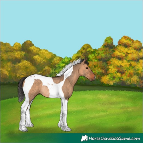 Horse Color:Bay Dun Tobiano Rabicano 