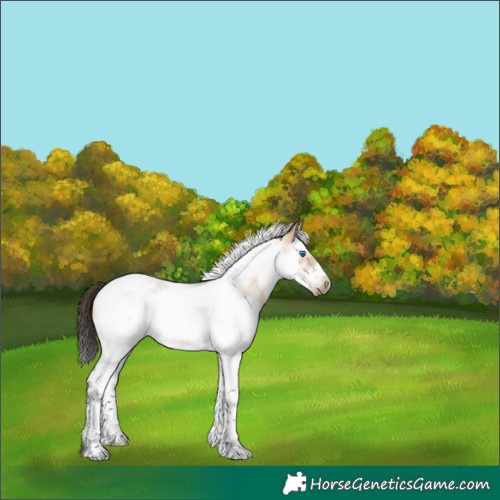 Horse Color:Bay Roan Dun Splash Tobiano Frame 