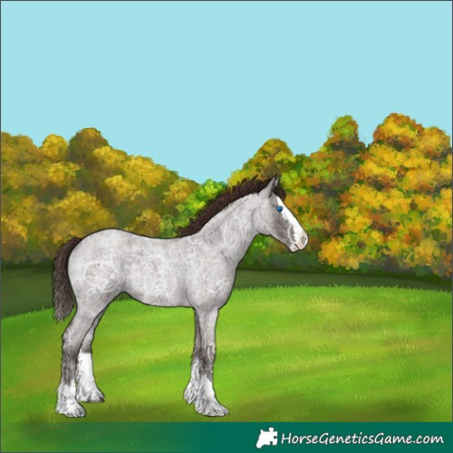 Horse Color:Liver Red Ice Roan Splash Rabicano 