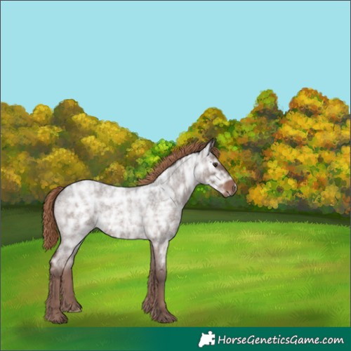 Horse Color:Liver Red Ice Roan Rabicano 