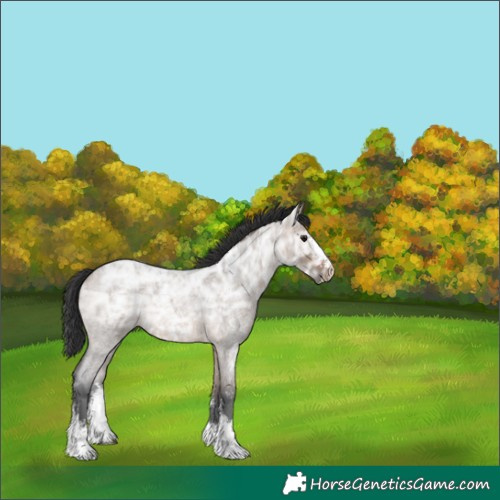 Horse Color:Brown Ice Roan Dun Sabino Rabicano 