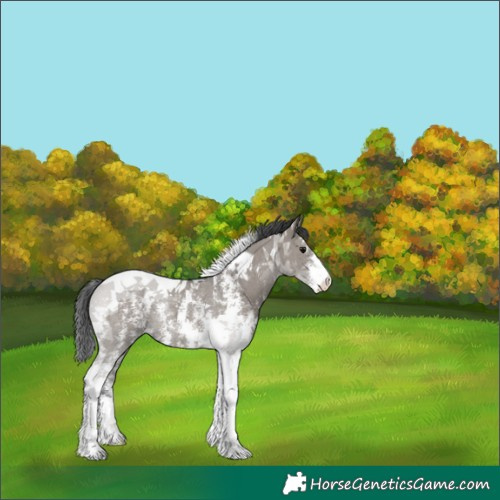 Horse Color:Grullo Sabino Tobiano Rabicano 