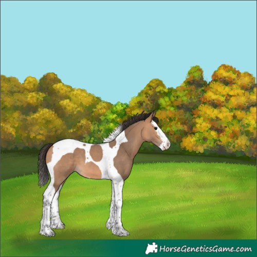 Horse Color:Bay Dun Splash Tobiano 
