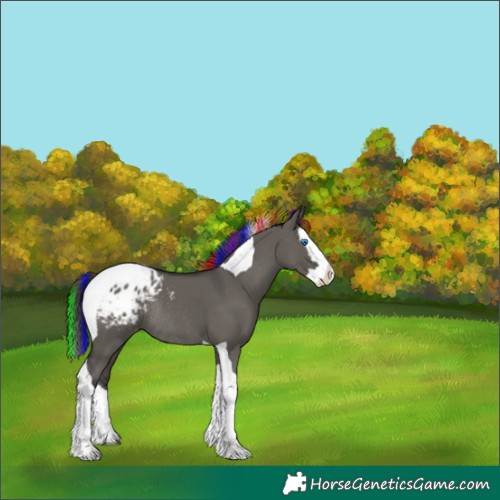 Horse Color:Painted Grullo Splash Tobiano Blanket Rabicano 