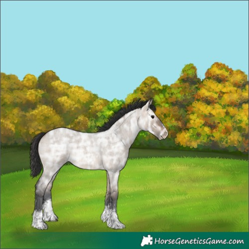 Horse Color:Brown Ice Roan Dun Sabino Rabicano 