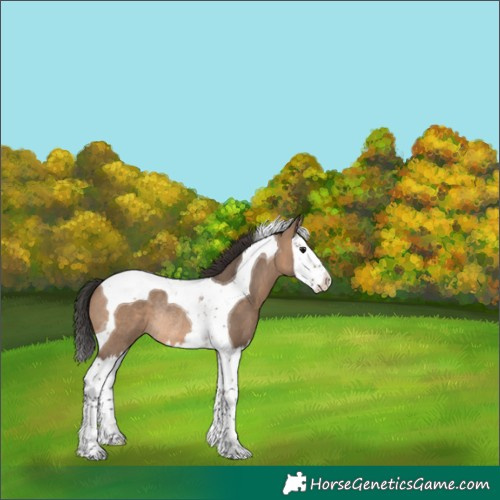 Horse Color:Brown Dun Splash Tobiano Rabicano 
